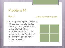 This is done by drawing a square, followed by a straight line up and down and another from side to side. How To Make A Punnett Square A Step