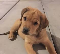 A full service adoption agency providing unplanned pregnancy counseling and adoption services to pregnant women & adoptive families. Las Vegas Nv Labrador Retriever Meet Bonnie S Bear A Pet For Adoption