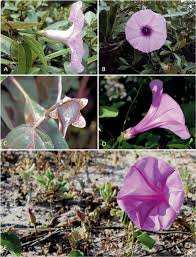Image result for Ipomoea intrapilosa