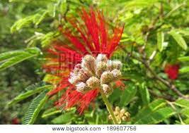 This ornamental plant grows well in the temperate regions of australia also. Red Calliandra Image Photo Free Trial Bigstock