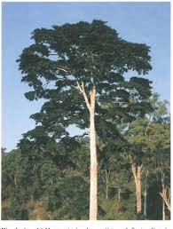 Image result for Newtonia buchananii