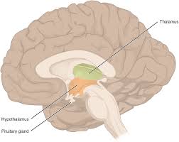 Subscribe to our free newsletters to receive latest health news and alerts to your email inbox. 14 3 The Brain And Spinal Cord Anatomy Physiology