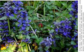 Guarda tutte le risposte e i suggerimenti per cruciverba e altri puzzle. In Cerca Di Ispirazioni Per Il Giardino Fate Una Passeggiata Nel Bosco