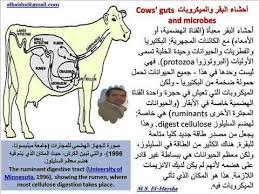 تفسير حلم الذهب لابن سيرين. Ø£Ø­Ø´Ø§Ø¡ Ø§Ù„Ø¨Ù‚Ø± ÙˆØ§Ù„Ù…ÙŠÙƒØ±ÙˆØ¨Ø§Øª Cows Guts And Microbes Youtube