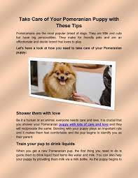 Take Care Of Your Pomeranian Puppy With These Tips By Flauntpet Issuu