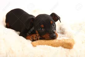Adorable Miniature Doberman Toy Pinsher Puppy Dog On White Stock Photo Picture And Royalty Free Image Image 24095357