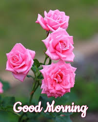Good morning flowers quotes good morning beautiful pictures good morning nature good afternoon quotes good morning cards good morning funny good morning coffee good morning photos good morning greetings. Good Morning Images With Cute Flowers Hutomo
