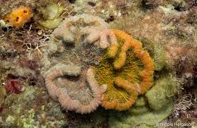 Image result for Microcoelia corallina