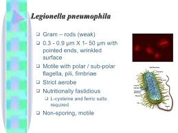 Pneumophila is the primary human pathogenic bacterium in this group and is the causative agent of legionnaires' disease, also known as legionellosis. Microbiology