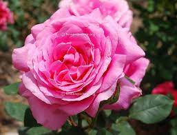 Hybrid Tea Rose Beverly Rosa X Hybrida Flower Show Coming Up Roses Hybrid Tea Roses