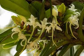 Image result for Cyrtorchis glaucifolia