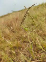 Image result for Eragrostis atrovirens