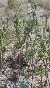 Image result for Blepharis bainesii