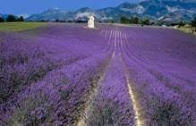 Lavender Flower Meaning In Bengali Best Flower Wallpaper