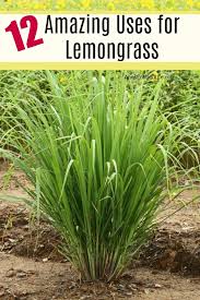 12 Amazing Uses For Lemongrass There Are A Lot Of Uses For Lemongrass From Culinary To Cleaning To Gardening Bene In 2020 Lemongrass Plant Lemon Grass Grow Lemongrass