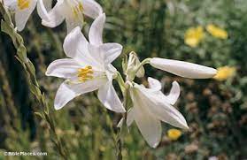 Their beauty is like a flower in the field. Flowers Of The Field Bibleplaces Com Bibleplaces Com