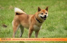 In the last 24 hours shib price is up 2.02 %. Avxdr1bj4tkcim