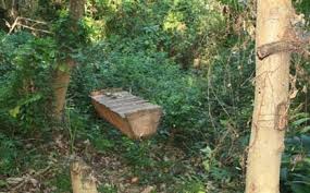 Image result for Otiophora pycnostachys