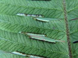 Image result for Pteris similis