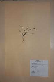 Image result for Eragrostis phyllacantha