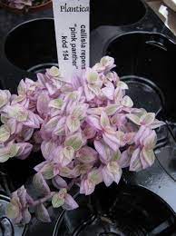 It's growing so fast despite it being winter! Callisia Repens Pink Panther Plants With Pink Flowers Plant Goals Indoor Flowers