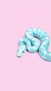 خلفيات ايفون ملونه Best Iphone 7 Hd Wallpapers Tecnologis Snake Wallpaper Wallpaper Iphone Cute Animal Wallpaper