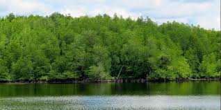 Memiliki hutan bakau terbesar di dunia. Ghelegar Net Makalah Hutan Mangrove