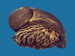 They also chew on fruits and young succulent plant barks. Absurd Creature Of The Week The Badass Snail That Has A Shell Made Of Iron Wired