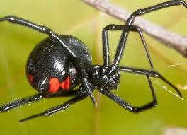 You will need to find the spider or its act. Just How Dangerous Is Terre Haute S Black Widow Spider