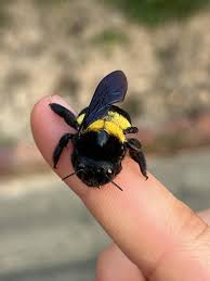 Help! How to take care of a bumblebee : r/bees