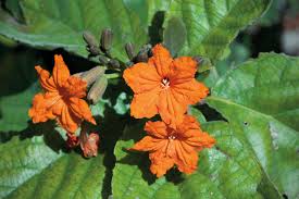 Image result for Geigeria brevifolia