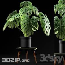 3d Plant Model 91 Free Download In 2020 Plants Swiss Cheese Plant Cheese Plant