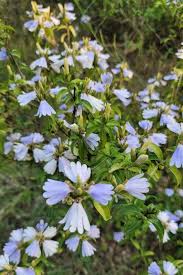 Image result for Sclerochiton