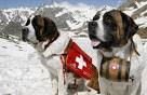 Dogs Available - Saint Bernard Rescue
