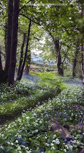 Walking Along A Bluebell Path The Smell Is So Delicate And Beautiful England Nature Shade Loving Perennials Beautiful Nature