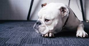Afc urgent care mission valley: When Does Keeping Your Sick Pet Alive Become Too Much