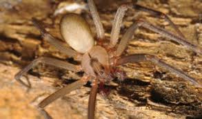 This is why many of us have taken to adopting different species as pets. Brown Recluse Spider Facts Bite Pictures Habitat