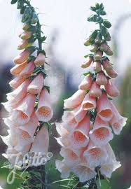 Image result for Digitalis purpurea alba/ red spots