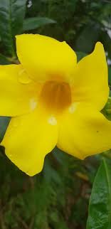 Maybe you would like to learn more about one of these? Good Morning Selamat Pagi Bunga Kuning Cantik Sekali Flickr