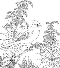 If you liked these santa coloring pages then they'll also like some free printable lsu baseball coloring pages , reds baseball coloring pages. Fresh Realistic Cardinal Coloring Pages Bazetinha