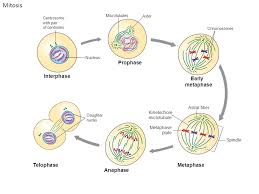 We did not find results for: Animal Cell Diagram Golgi Apparatus Cytoskeleton Smooth Endoplasmic Reticulum Nucleolus Nuclear Envelope Nucleus Cytoplasm Microvilli Plasma Membrane Ppt Download