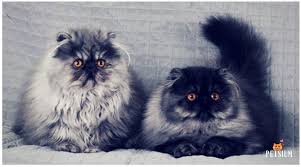 White persian cats have copper or blue eyes, and occasionally one of each. Persian Cat Colors 7 Persian Coat Color Patterns Petsium
