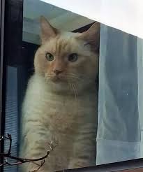 There's a lot of talk about the siamese flame point, but would you believe that, technically at least. What Is The Temperament Of A Flame Point Siamese Cat Quora