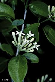 Image result for Strychnos lucens