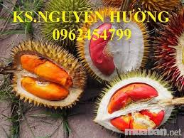 Chi sầu riêng (danh pháp khoa học: Chuyen Cung Cáº¥p Giá»'ng Cay Sáº§u Rieng Ruá»™t Ä'á» Sáº§u Rieng Ruá»™t Ä'á» Rao Váº·t Mua Ban Ä'á»‹a á»'c Bds Thá»i Trang