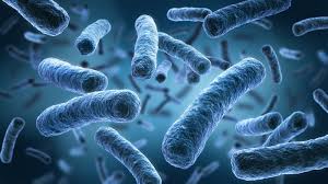 Enterica is the type species and is further divided into six subspecies that include over 2. What Is Salmonella What To Know About The Bacteria The Illness And The Symptoms Abc7 San Francisco