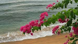 We also provide flower delivery to the surrounding areas, such as, bonita, chula vista, coronado, del mar, el cajon, la jolla, la mesa, lemon grove, national city, poway, san diego, santee, spring valley. Flowers Sea And Coast Stock Footage Video 100 Royalty Free 1099708 Shutterstock
