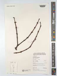 Image result for Phragmanthera