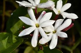 Image result for Jasminum dichotomum