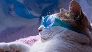 Cat Facts: 5 Amazing Ways Your Cat Stays Cool In The Summer - CatTime